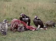 are-turkey-vultures-harmful-to-humans