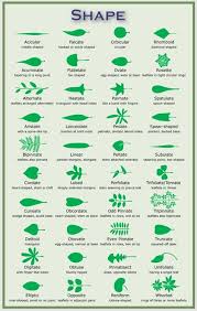 Tumble Igardenaked Nice Chart Of Leaf Shapes With The
