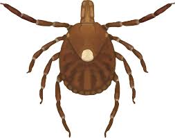 Tick Size Chart_lonestar F Png Vermont Department Of Health