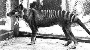 At least eight sightings of tasmanian tigers have been reported recently, reviving speculation the mammal is not extinct, as scientists insist. 317cea0qsfahcm