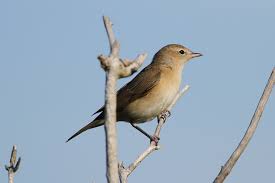 garden warbler song call voice