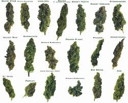 Which Marijuana Strains Are Best For Me Herb Approach