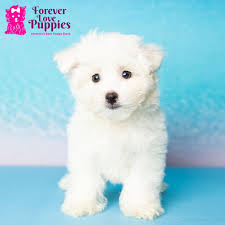 maltese puppies forever love
