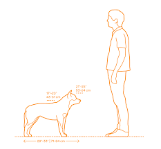 Australian Cattle Dog Dimensions Drawings Dimensions Guide