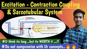 excitation contraction coupling