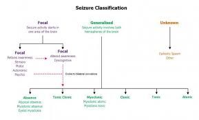 Seizure Types Emergency Care Institute