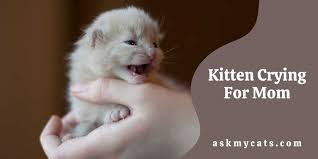 kitten crying for mom how do i get my