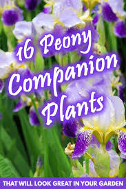 16 Peony Companion Plants That Will
