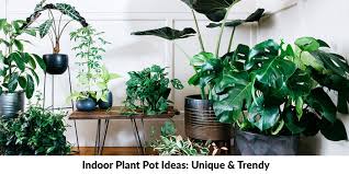 indoor plant pot ideas unique trendy