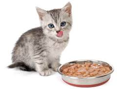 The 25 Best Kitten Foods Of 2019 Cat Life Today
