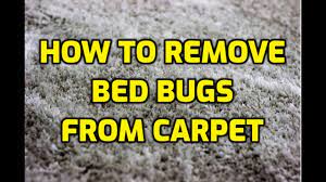 how to remove bed bugs from carpet