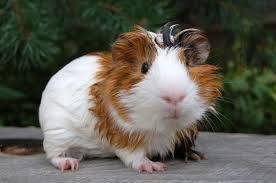 guinea pig eating paper bedding deals