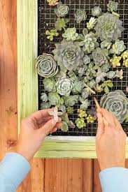 Living Succulent Picture Frame
