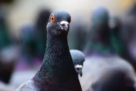 Pigeons With 7 Humane Deter Methods