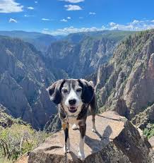 colorado s dog friendly national parks