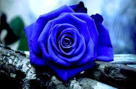 blue rose hd wallpapers top free blue