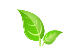green leaf png transpa images png all