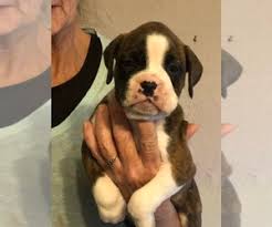 Sweet boxer puppies for sale.they are great around other cats, great around children and virginia, springfield, 22153. View Ad Boxer Puppy For Sale Near Virginia Portsmouth Usa Adn 233024