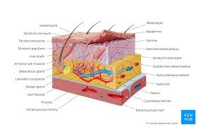Cells mcq questions and answers quiz. Integumentary System Parts Quizzes And Diagrams Kenhub