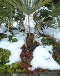 winterizing your palm tree port kells