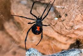 Widow's bites are very rarely fatal for humans; How Serious Is A Black Widow Spider Bite Symptoms Treatment