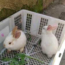 Tempat wisata baru yang dikenal dengan nama taman kelinci ini sebenarnya memiliki nama asli, yaitu plaza garden wisata edukasi rabbit field. Agribisnis Online Taniloka