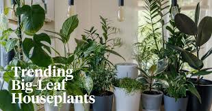 The Best 6 Big Leaf Houseplants For