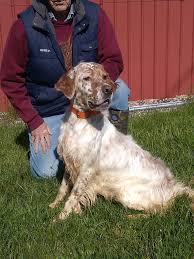 Anyone ever hear of this mix before. Boondocks Kennels English Setters Michigan Posts Facebook