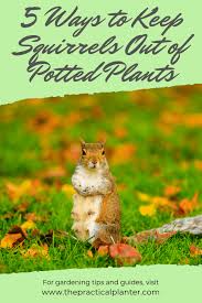 keep squirrels out of potted plants