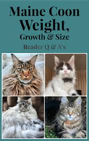 maine weight growth size