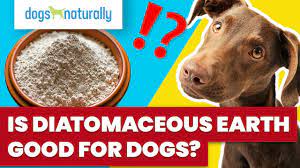 is diatomaceous earth good for dogs
