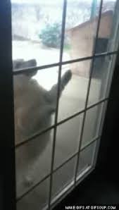 Pet Scratches Glass Doors Windows