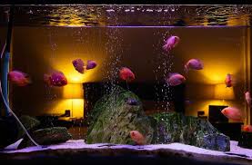 best 40 gallon fish tank aquariums