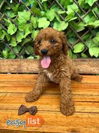 dogs toy cavoodle puppies looking for