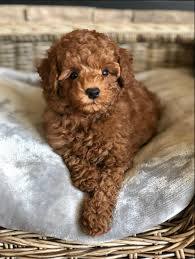 toy small miniature poodles aria s