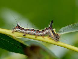 Illustrated Guide To British Caterpillars Wildlife Insight