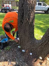 Use our fast and reliable tree trimming service for: Tree Care Leander Tx Good Guys Tree Service Tree Trimming Austin Tx