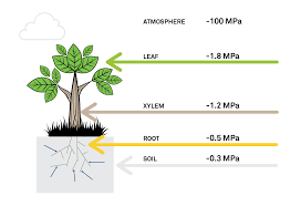 Soil Moisture Sensor Which Soil Sensor Is Perfect For You