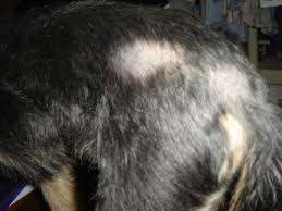 pet hair loss and bald patches