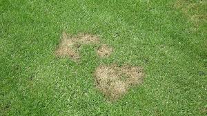 How To Identify Treat Lawn Fungus Correctly Home Fences