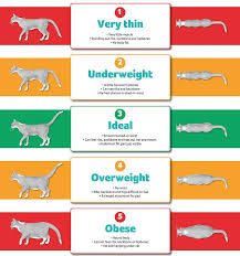 Weight Loss In Cats Pdsa