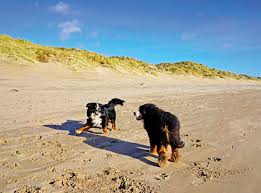 dog friendly beaches in sus haven