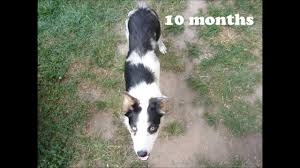 How A Border Collie Puppy Grows Up From Every Week One Picture Raynee