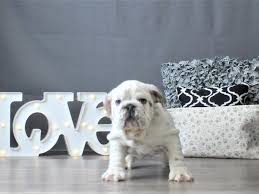 Find english bulldogs puppies & dogs for sale uk at the uk's largest independent free classifieds site. English Bulldog Puppies Petland Carriage Place