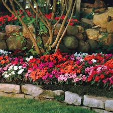 It has succulent stems and attractive foliage that both create the perfect backdrop for the large, colorful blooms. Divine Mix New Guinea Impatiens Seeds Park Seed