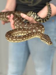 morelia bredli bredli carpet python