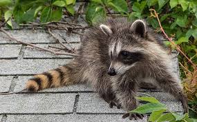 Raccoons in the attic (brief summary). I Have A Raccoon In My Attic Now What