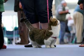 How much does it cost to adopt a munchkin cat? Munchkin Cat Price Munchkin Cost Where To Buy Munchkin Kittens