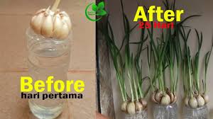 Tetapi tidak ramai yang tahu bahawa bawang putih mudah ditanam di malaysia? Menanam Bawang Putih Metode Baru Yang Sederhana Dan Gampang Anti Gagal Metode Pecinta Tanaman Youtube