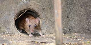 dangerous rat mouse bait